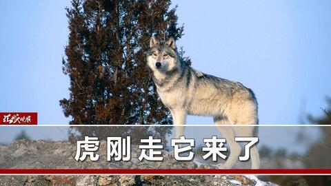 野狼视频.,揭秘狂野自然之美