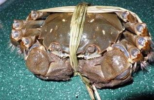 螃蟹怎么杀视频,轻松掌握烹饪前的准备工作