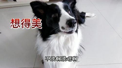 边牧叫视频,揭秘聪明狗狗的沟通艺术